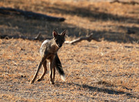 Side-striped jackal - Selous