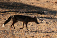 Side-striped jackal - Selous