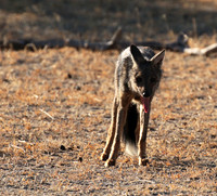Side-striped jackal - Selous