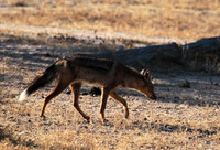 Side-striped jackal - Selous