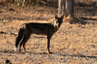 Side-striped jackal - Selous