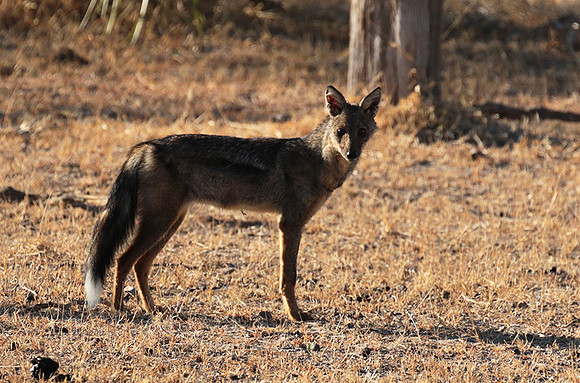 Side-striped jackal - Selous