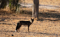 Side-striped jackal - Selous