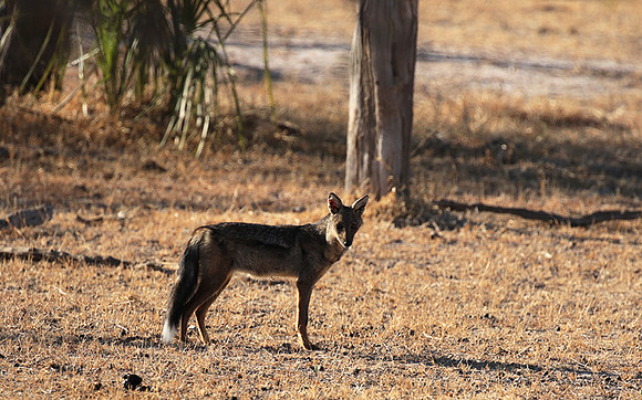 Side-striped jackal - Selous
