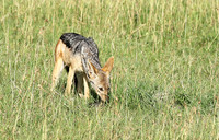 Black backed jackal - Sertengeti - Grumei Private Reserve