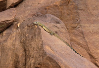 Monitor lizard - Selous