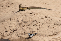 Monitor lizard - Selous
