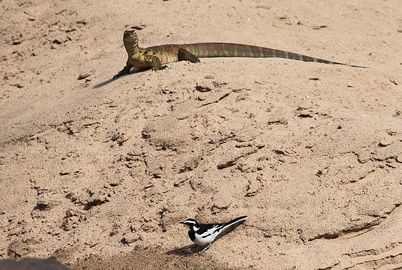 Monitor lizard - Selous