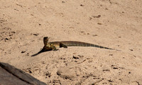 Monitor lizard - Selous