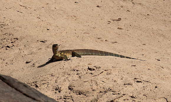 Monitor lizard - Selous