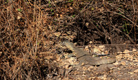 Monitor lizard - Selous