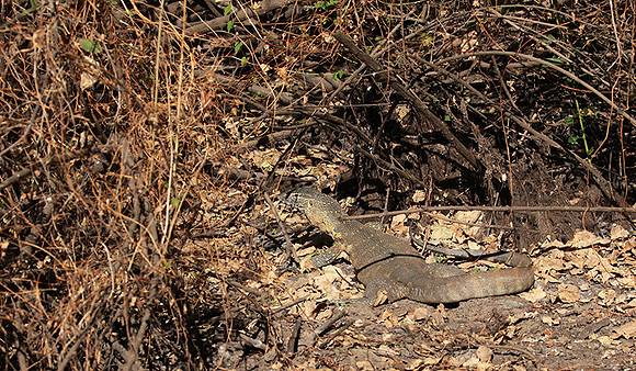 Monitor lizard - Selous