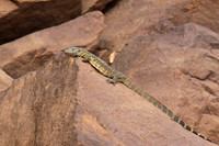 Monitor lizard - Selous
