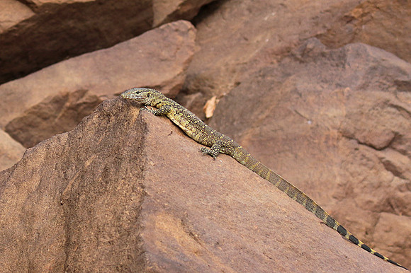 Monitor lizard - Selous
