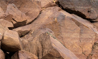 Monitor lizard - Selous