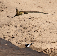 Monitor lizard - Selous