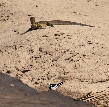 Monitor lizard - Selous