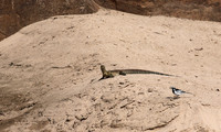 Monitor lizard - Selous