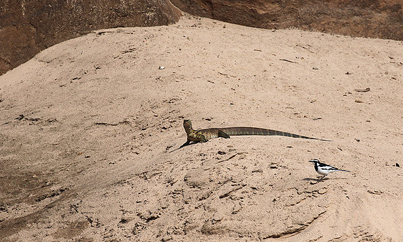 Monitor lizard - Selous