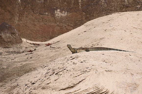 Monitor lizard - Selous