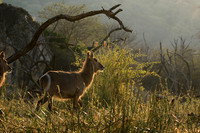 Common waterbuck - Malilangwe wildlife reserve