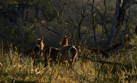Common waterbuck - Malilangwe wildlife reserve