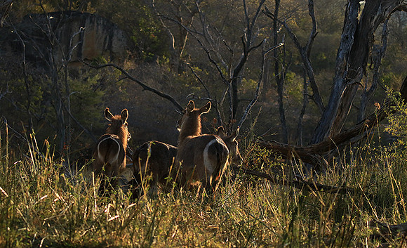 Common waterbuck - Malilangwe wildlife reserve