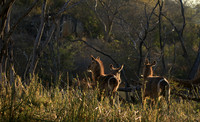 Common waterbuck - Malilangwe wildlife reserve