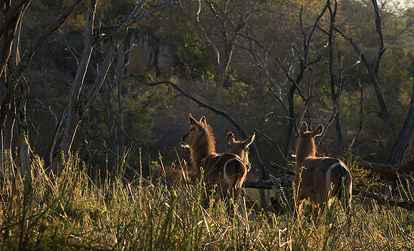 Common waterbuck - Malilangwe wildlife reserve