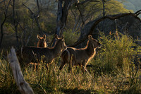 Common waterbuck - Malilangwe wildlife reserve