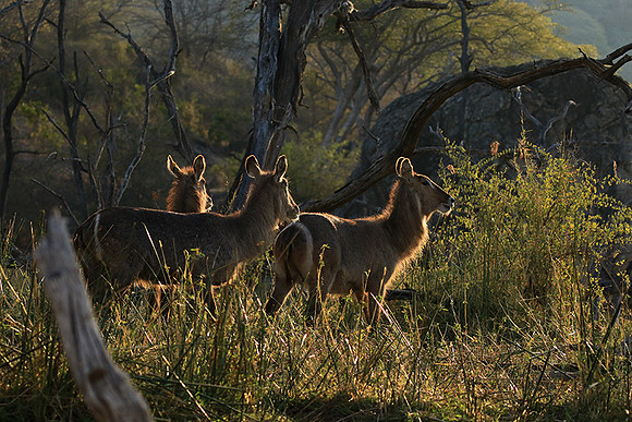 Common waterbuck - Malilangwe wildlife reserve