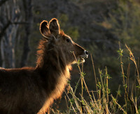 Common waterbuck - Malilangwe wildlife reserve