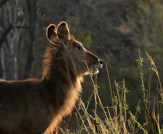 Common waterbuck - Malilangwe wildlife reserve