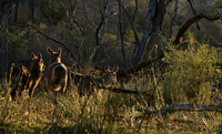 Common waterbuck - Malilangwe wildlife reserve