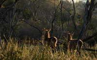Common waterbuck - Malilangwe wildlife reserve