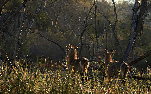 Common waterbuck - Malilangwe wildlife reserve