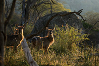 Common waterbuck - Malilangwe wildlife reserve
