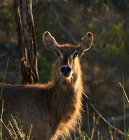 Common waterbuck - Malilangwe wildlife reserve