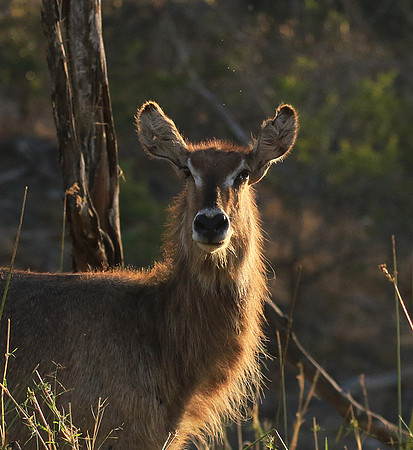 Common waterbuck - Malilangwe wildlife reserve