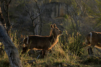 Common waterbuck - Malilangwe wildlife reserve