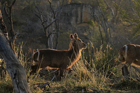 Common waterbuck - Malilangwe wildlife reserve