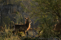 Common waterbuck - Malilangwe wildlife reserve