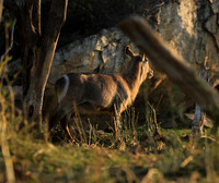 Common waterbuck - Malilangwe wildlife reserve
