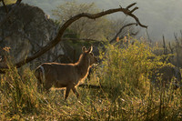 Common waterbuck - Malilangwe wildlife reserve