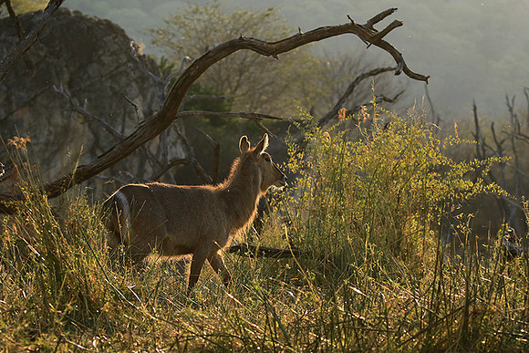 Common waterbuck - Malilangwe wildlife reserve