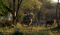 Common waterbuck - Malilangwe wildlife reserve