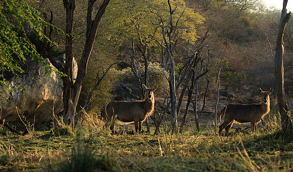 Common waterbuck - Malilangwe wildlife reserve