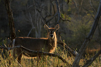 Common waterbuck - Malilangwe wildlife reserve