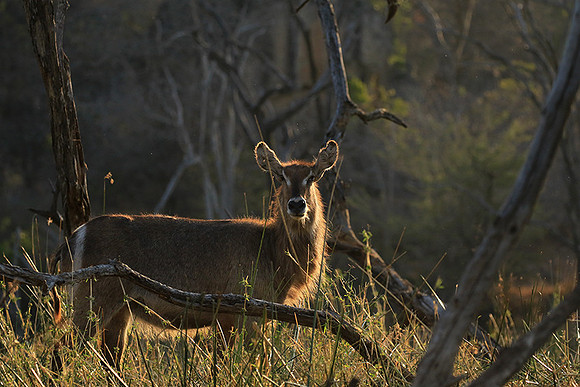 Common waterbuck - Malilangwe wildlife reserve