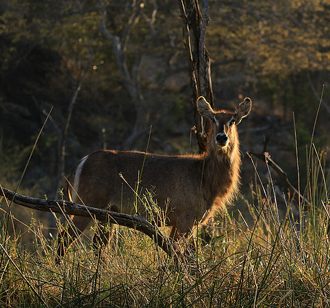 Common waterbuck - Malilangwe wildlife reserve